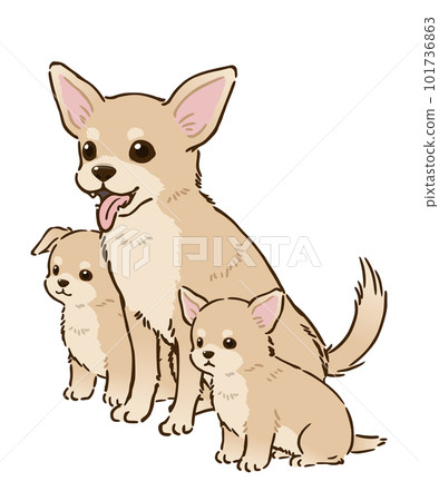 Chihuahua親子（光滑外套、奶油） 101736863