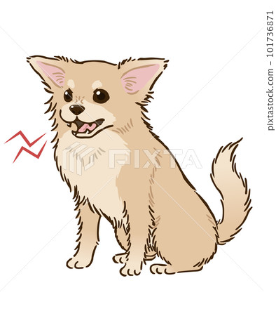 Angry Chihuahua (long coat, cream) 101736871