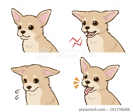 Chihuahua 情緒套裝（光滑的外套，奶油） 101736886