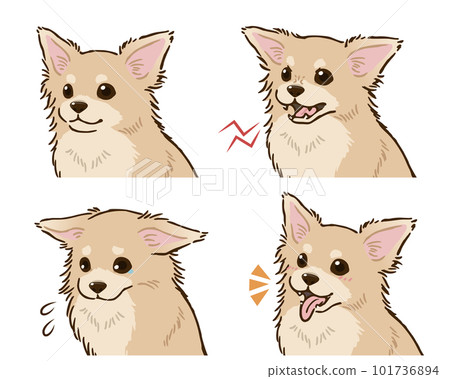 Chihuahua emotions set (long coat, cream) Chihuahua emotions set (long coat, cream) 101736894