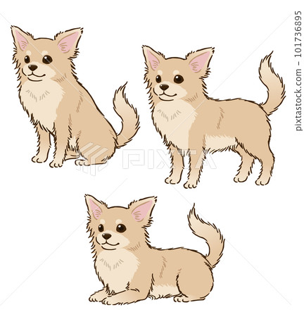 Chihuahua in various postures (long coat, cream) 101736895