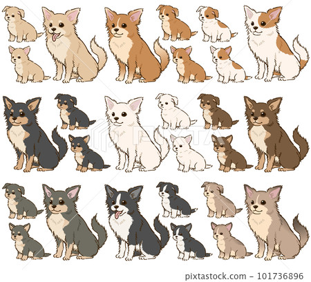 Chihuahua of various colors (long coat) Chihuahua of various colors (long coat) 101736896