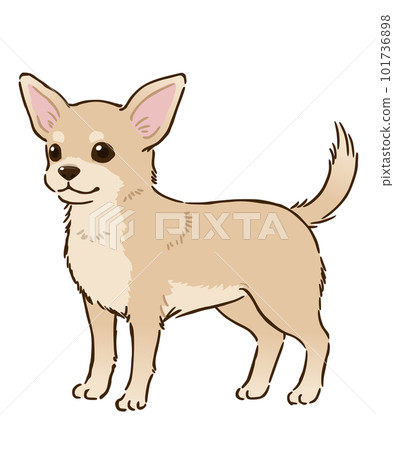 Chihuahua (smooth coat, cream) 101736898