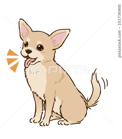 Happy Chihuahua(光滑的外套,奶油) Happy Chihuahua(光滑的外套,奶油) 101736900