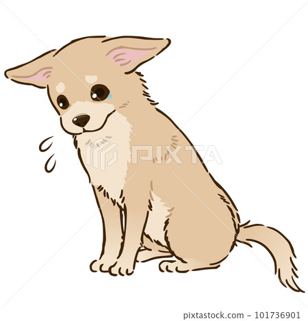 Sad Chihuahua（光滑的外套，奶油） 101736901