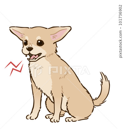 憤怒的吉娃娃（光滑的外套，奶油） 101736902