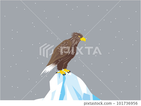 A white-tailed eagle perched on an ice floe while it is snowing A white-tailed eagle perched on an ice floe while it is snowing 101736956