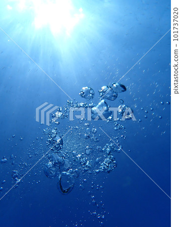 aquatic, in the water, underwater 101737020