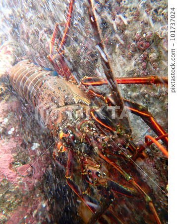 大龍蝦奔向溪流 101737024