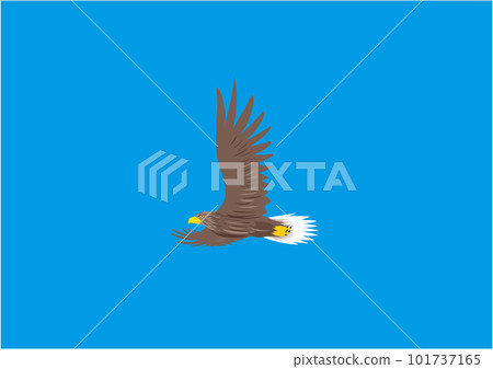 Illustration of a white-tailed eagle flying in the blue sky Illustration of a white-tailed eagle flying in the blue sky 101737165