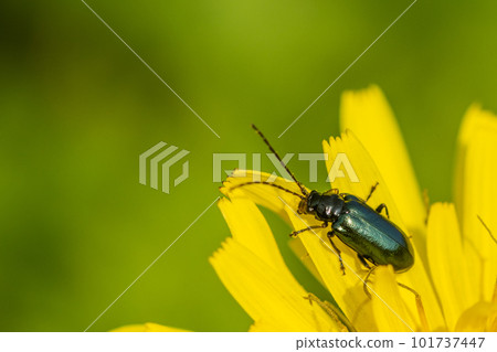 A stag beetle perched on a dandelion 101737447