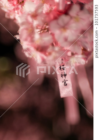 櫻花神社院內的河津櫻花和花帶 101737593