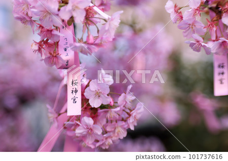 Kawazu cherry blossoms and flower obi in the precincts of Sakura Shrine 101737616