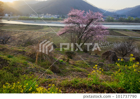 [Spring] Cherry blossoms and rape blossoms illuminated by the morning sun [Azumino] 101737790