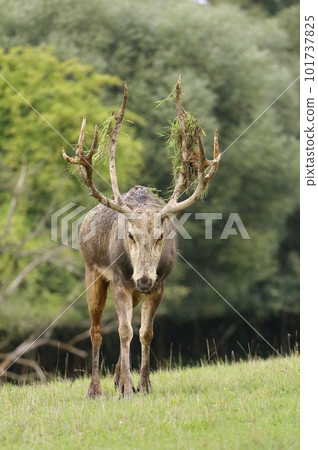 Very rare Pere David deer in autumn Very rare Pere David deer in autumn 101737825