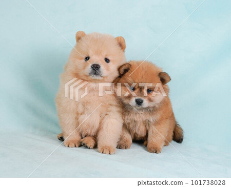 鬆獅犬和博美犬混血兄妹 鬆獅犬和博美犬混血兄妹 101738028