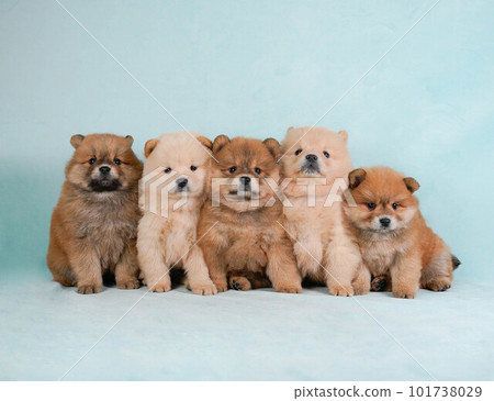 Chow chow and Pomeranian mix brother and sister 101738029