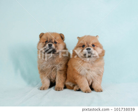 鬆獅犬和博美犬混血兄妹 鬆獅犬和博美犬混血兄妹 101738039