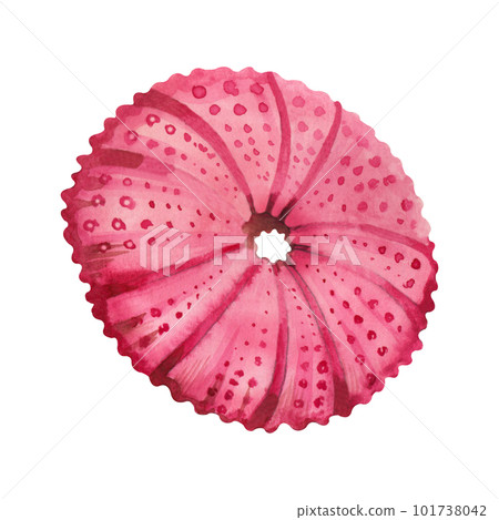 Watercolor illustration. Sea urchin in bright pink color hand drawn in watercolor on a white background. Suitable for printing on fabric, paper, for design, printing on postcards, books scrapbooking 101738042