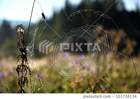 Spider web in the forest Spider web in the forest 101738134