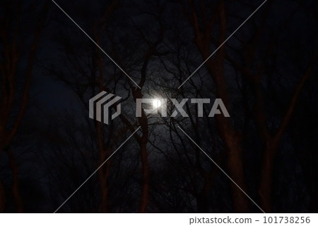 Night forest and moon Night forest and moon 101738256