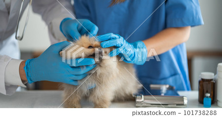 Cropped portrait of mature veterinarian examining ears and hearing of dog at vet clinic. Cropped portrait of mature veterinarian examining ears and hearing of dog at vet clinic. 101738288