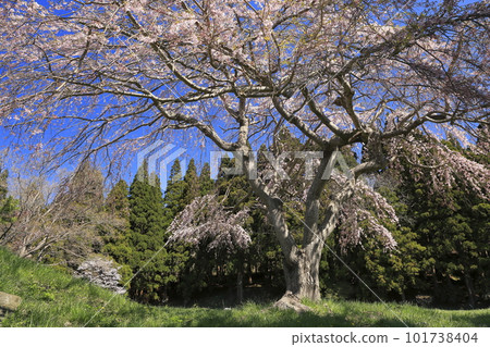 Weeping cherry tree at the ruins of Nanbu Domain Jinya in Muroran, Hokkaido Weeping cherry tree at the ruins of Nanbu Domain Jinya in Muroran, Hokkaido 101738404