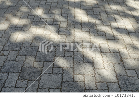 Sunlight filtering through the trees on the ground Sunlight filtering through the trees on the ground 101738413