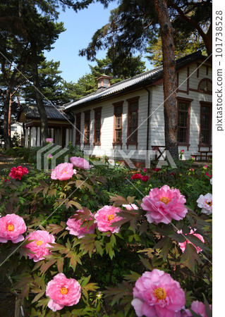 Peony blooming Maebashi City Silk Museum Peony blooming Maebashi City Silk Museum 101738528
