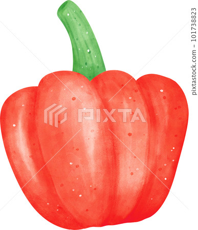 Watercolor fresh red bell pepper vegetable vibrant color hand drawing Watercolor fresh red bell pepper vegetable vibrant color hand drawing 101738823