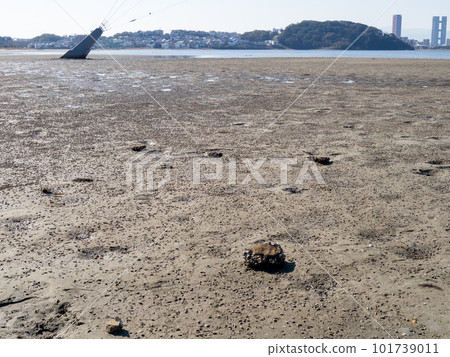 Wajiro tidal flat (the tidal flat that spreads out at the back of Hakata Bay). Higashi Ward, Fukuoka City. 101739011