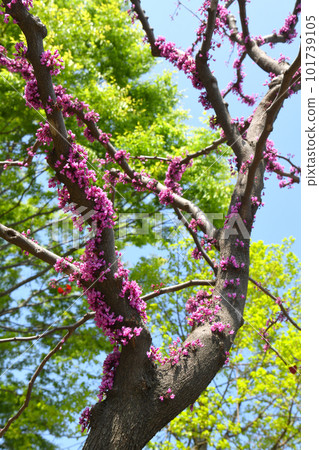 Forest pansy with pink flowers Redbud Forest pansy with pink flowers Redbud 101739105