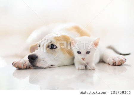 Cat and dog sleeping. Puppy and kitten sleep. Cat and dog sleeping. Puppy and kitten sleep. 101739365