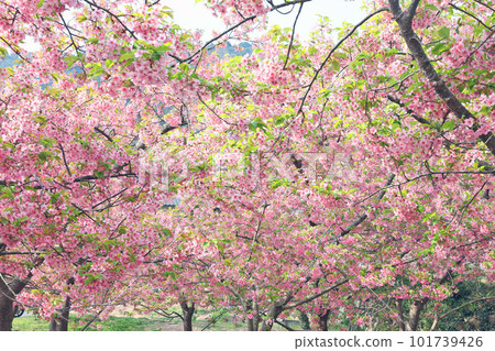 Kawazu櫻桃樹與小產品 101739426