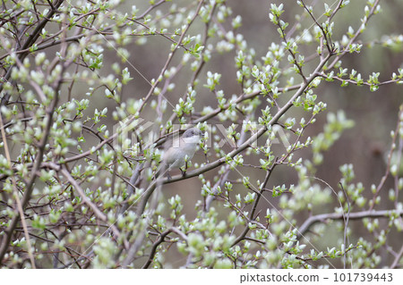 Spring lesser whitethroat (Curruca curruca) Spring lesser whitethroat (Curruca curruca) 101739443