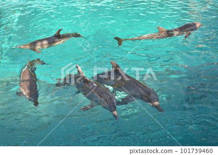 五隻海豚在水箱裡游泳 101739460