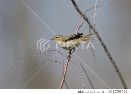 Little migrants Little migrants 101739461