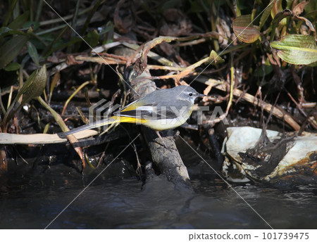 About the life of a gray wagtail (Motacilla cinerea) About the life of a gray wagtail (Motacilla cinerea) 101739475