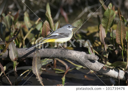 About the life of a gray wagtail (Motacilla cinerea) About the life of a gray wagtail (Motacilla cinerea) 101739476