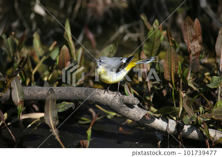 About the life of a gray wagtail (Motacilla cinerea) About the life of a gray wagtail (Motacilla cinerea) 101739477