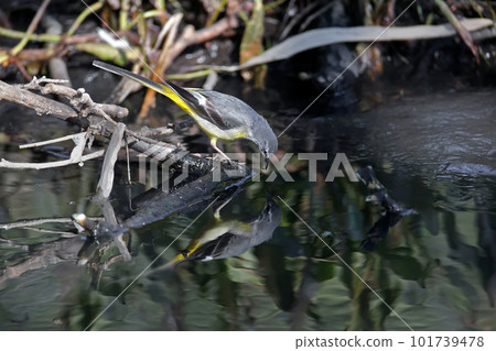 About the life of a gray wagtail (Motacilla cinerea) About the life of a gray wagtail (Motacilla cinerea) 101739478