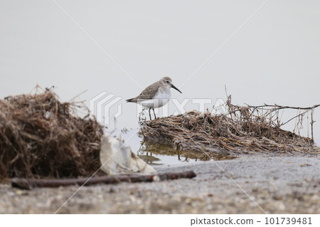The dunlin (Calidris alpina) The dunlin (Calidris alpina) 101739481