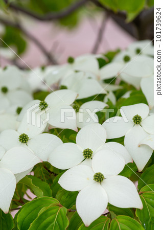 White dogwood flowers in full bloom White dogwood flowers in full bloom 101739624