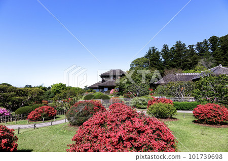 Kairakuen in spring with vivid azaleas with Kobuntei in the background [Mito City] 101739698