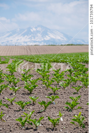 Field where green vegetable seedlings were planted Field where green vegetable seedlings were planted 101739794