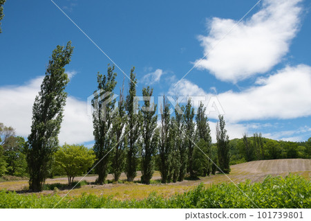 Fresh green poplar trees 101739801