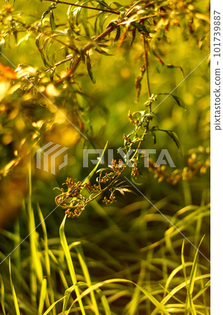 Green leaves in a summer garden create a natural and vibrant bac 101739887