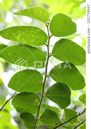 天然植物:Kekankonoki,南方常綠小喬木。原產於奄美和沖繩部分地區 天然植物:Kekankonoki,南方常綠小喬木。原產於奄美和沖繩部分地區 101739947