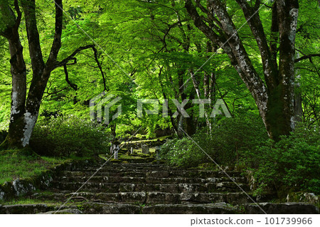Kogenji Temple's green autumn leaves Kogenji Temple's green autumn leaves 101739966