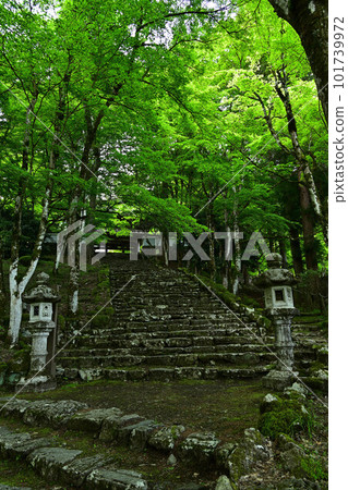 Kogenji Temple's green autumn leaves 101739972